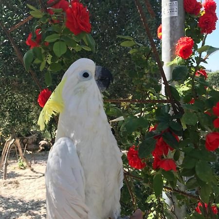 Puntebianche B&B Ceglie Messapica Exteriör bild