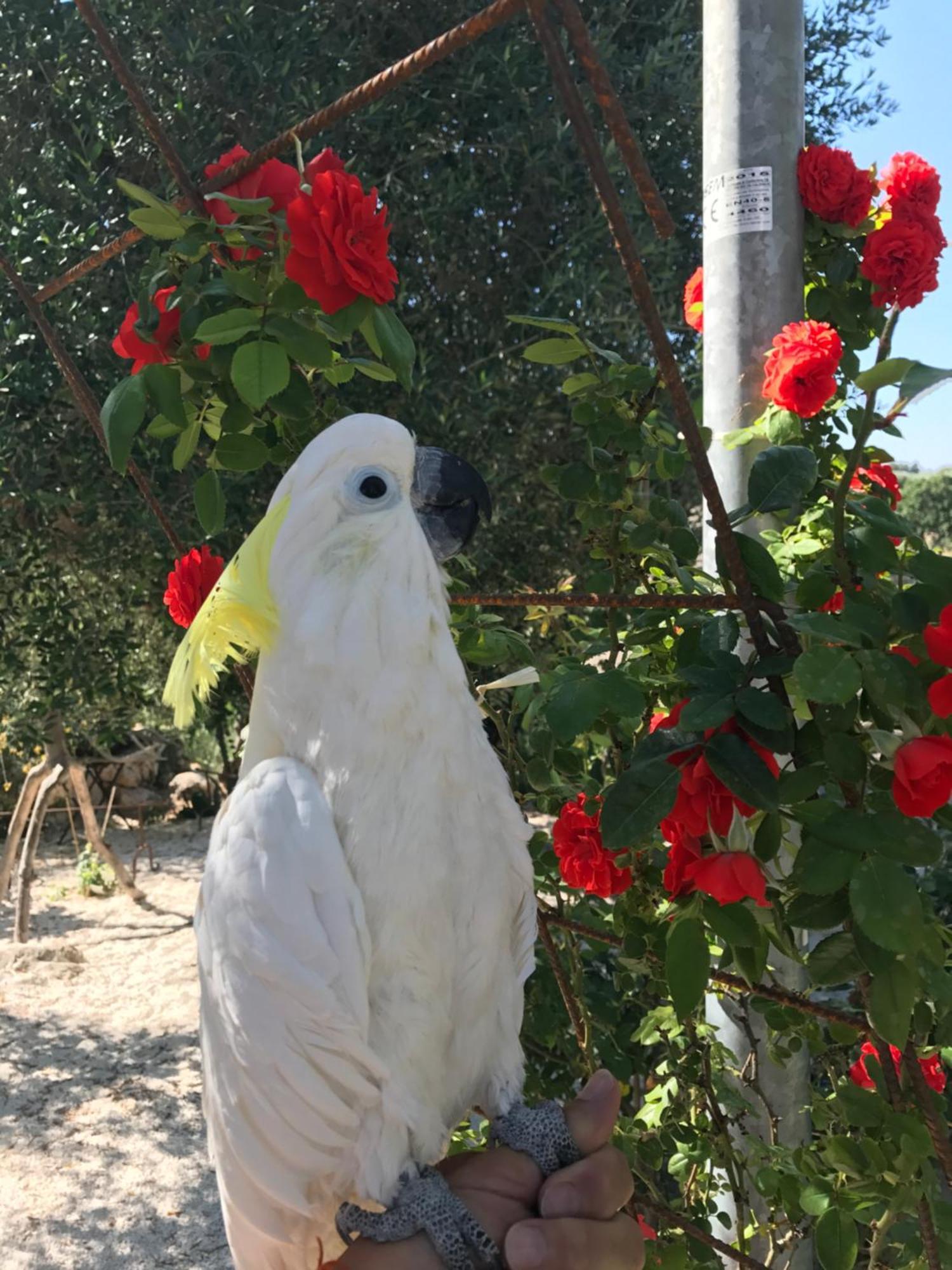 Puntebianche B&B Ceglie Messapica Exteriör bild